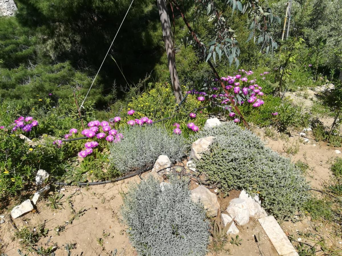 Πέτρα, Ελιά Και Λεβάντα Villa Tolón Eksteriør bilde