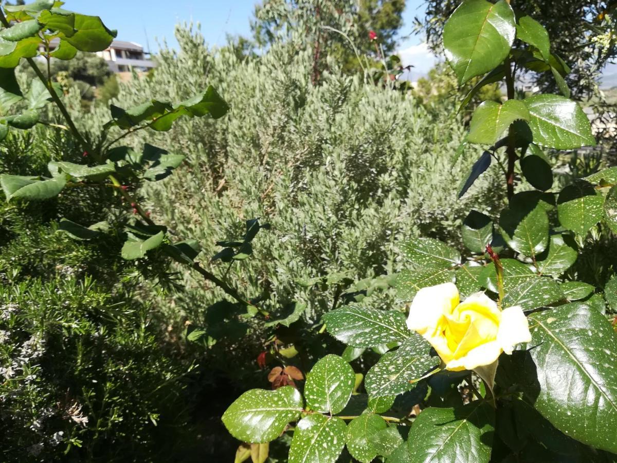 Πέτρα, Ελιά Και Λεβάντα Villa Tolón Eksteriør bilde