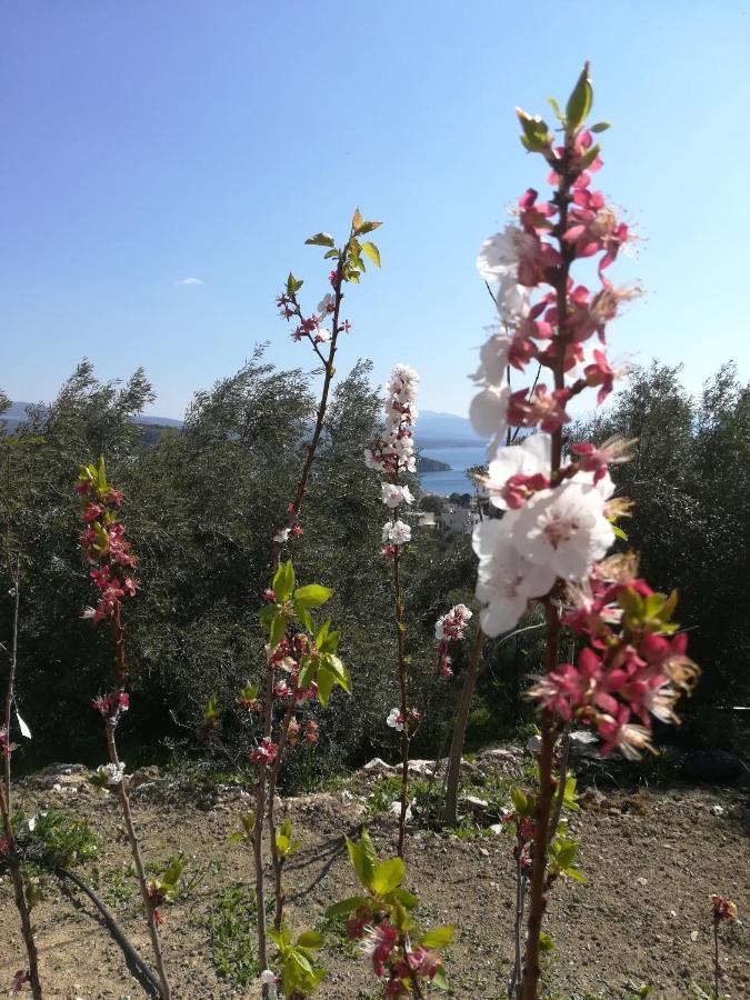 Πέτρα, Ελιά Και Λεβάντα Villa Tolón Eksteriør bilde