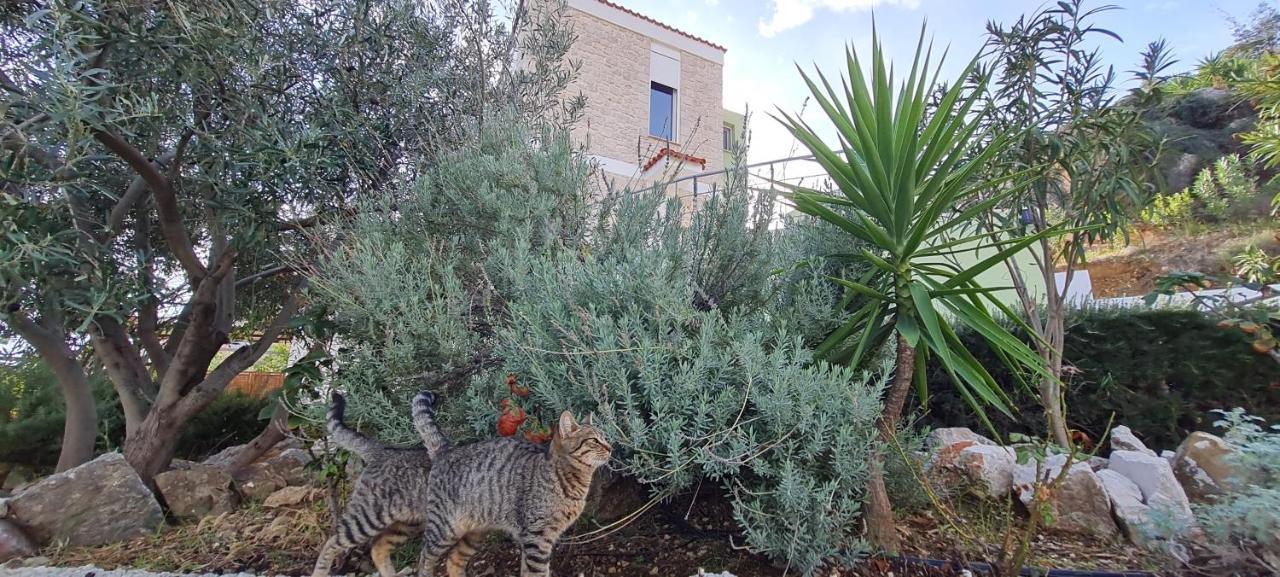 Πέτρα, Ελιά Και Λεβάντα Villa Tolón Eksteriør bilde