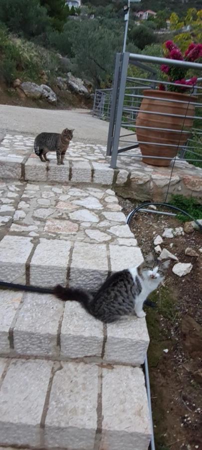 Πέτρα, Ελιά Και Λεβάντα Villa Tolón Eksteriør bilde